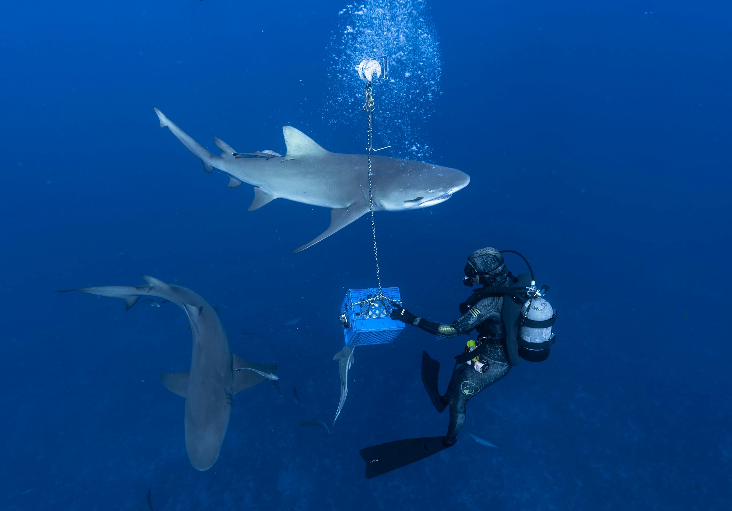 Free stock photo of scuba diving, shark, shark diving